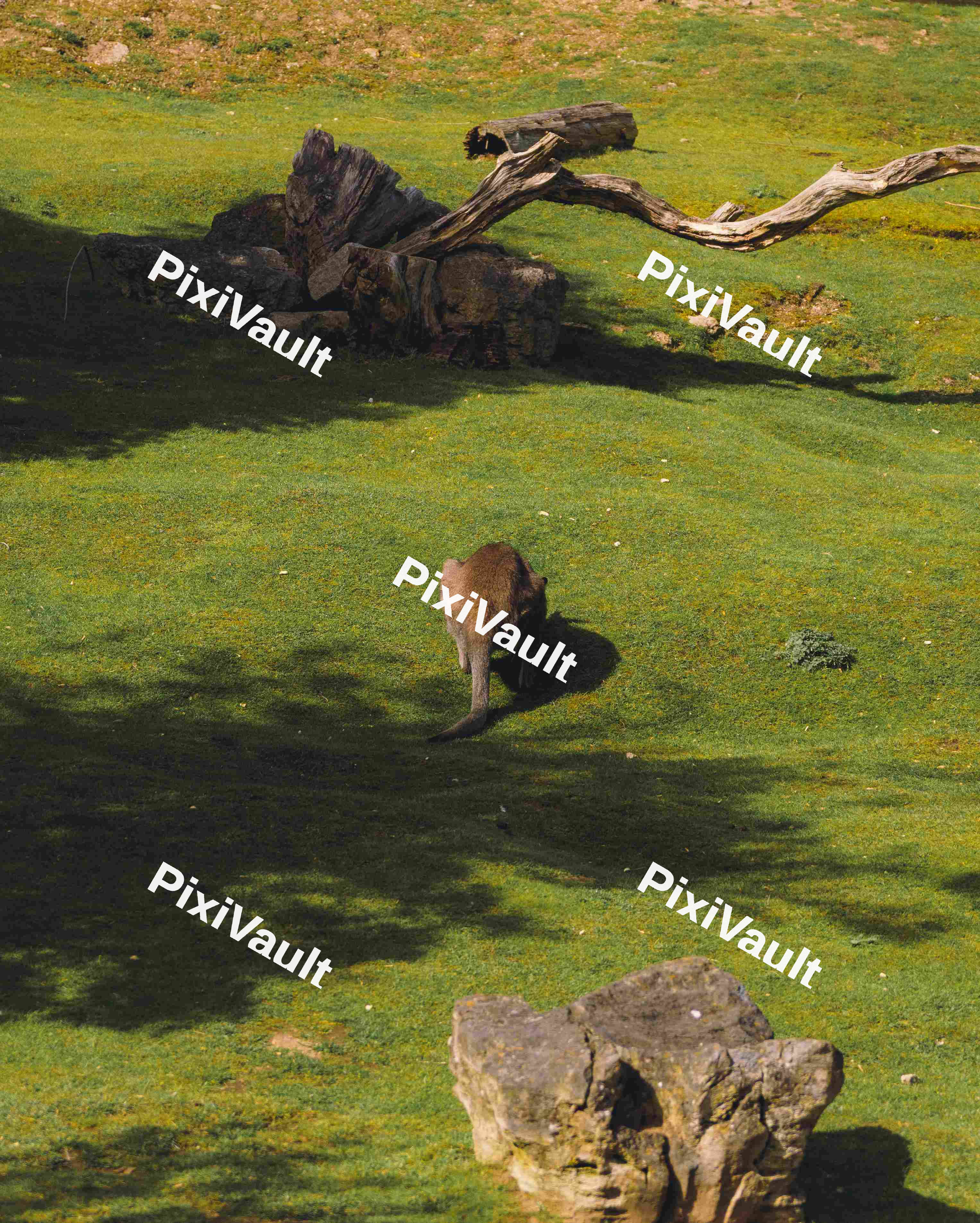 Kangaroo Grazing
